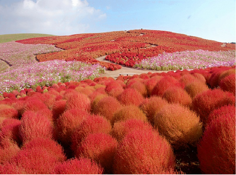Illustration for article titled A never-ending ocean of 4.5 million flowers in Japan
